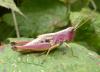Pseudochorthippus parallelus parallelus